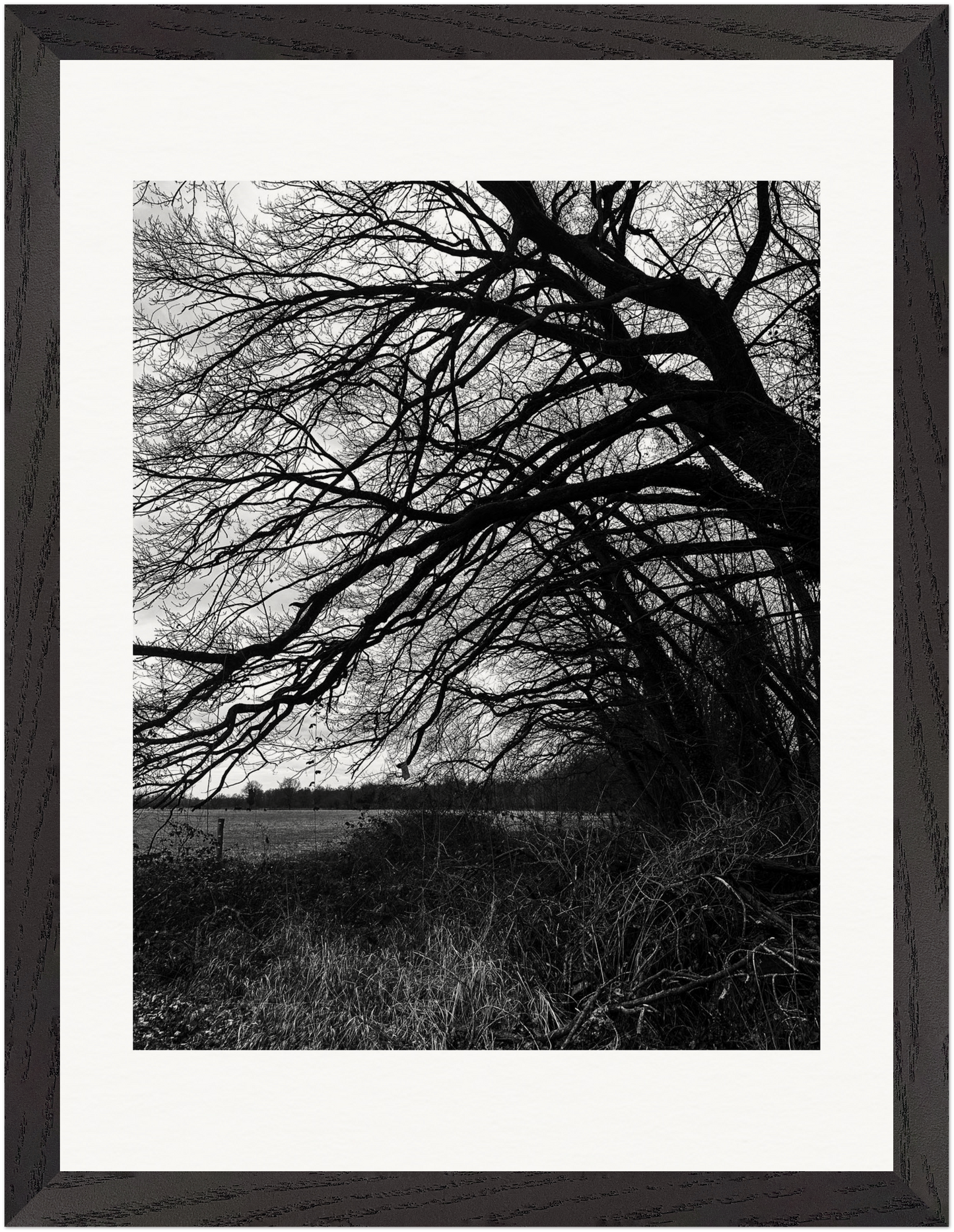 Gerahmte Schwarz-Weiß-Fotografie eines vom Wind gezeichneten Baumes am Feldrand.