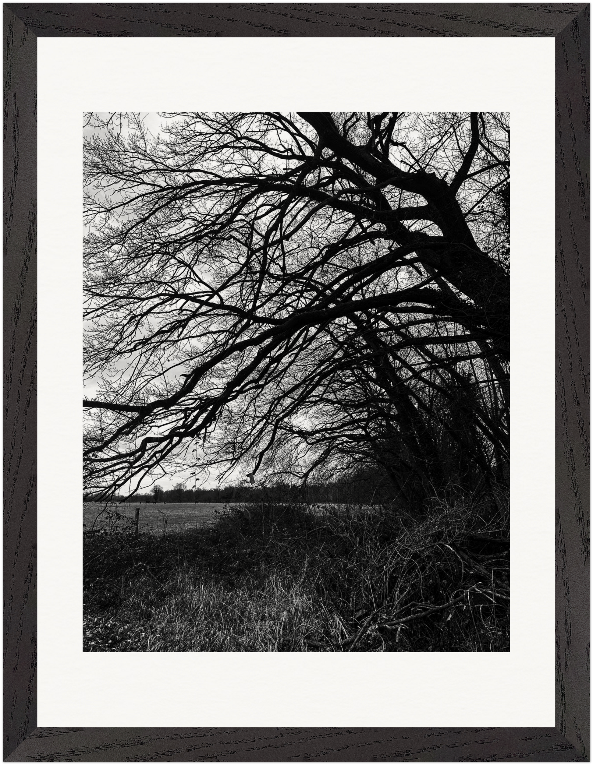 Gerahmte Schwarz-Weiß-Fotografie eines vom Wind gezeichneten Baumes am Feldrand.