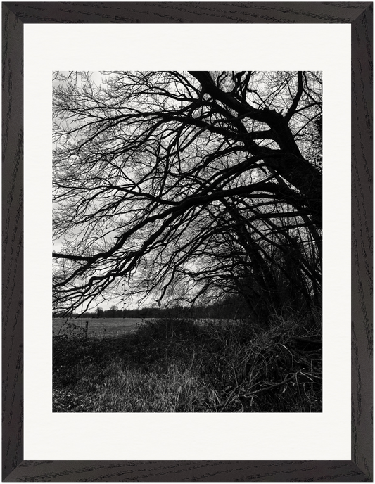 Gerahmte Schwarz-Weiß-Fotografie eines vom Wind gezeichneten Baumes am Feldrand.