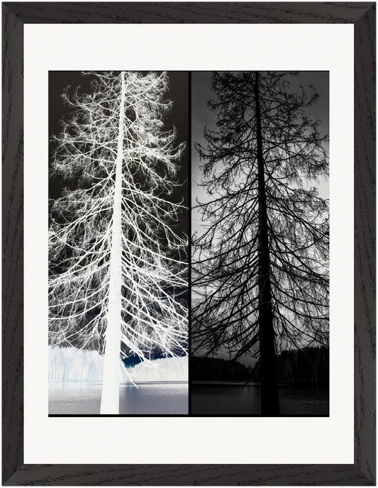 Gerahmte Fine-Art-Fotografie mit kontrastreicher Schwarz-Weiß-Komposition eines surrealen Baummotivs.